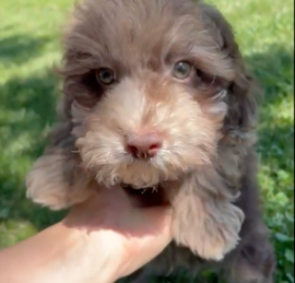 Havapoo Puppies For Sale - Puppy Love PR